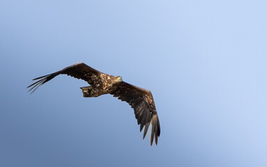 Sea Eagle in the Netherlands, Oostvaardersplassen
