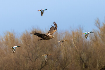 Ducks flies away from Sea Eagle in the Netherlands, Oostvaardersplassen