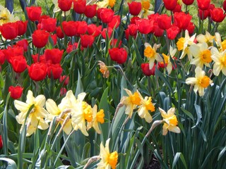 Obraz premium red and yellow tulips