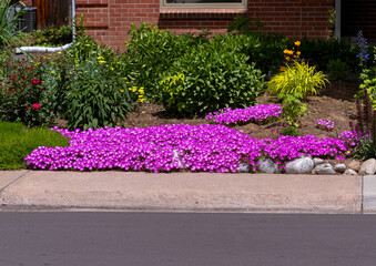 A large Ice plant flowerbed, beautifully pink and colorful, stretching across a front yard garden close to a sidewalk.