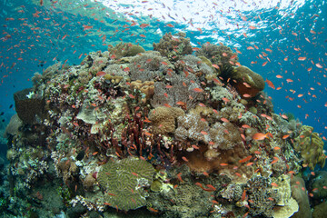 A diverse array of corals and colorful fish thrive on a reef in the Pantar Strait, near the island of Alor, Indonesia. This tropical region harbors spectacular marine biodiversity.