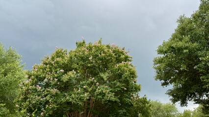 trees and sky