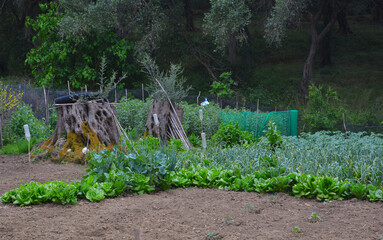 Fresh and green organic vegetable garden in middle of woods. Sustainable farming.