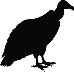 american black vulture silhouette