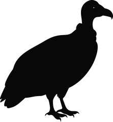 american black vulture silhouette