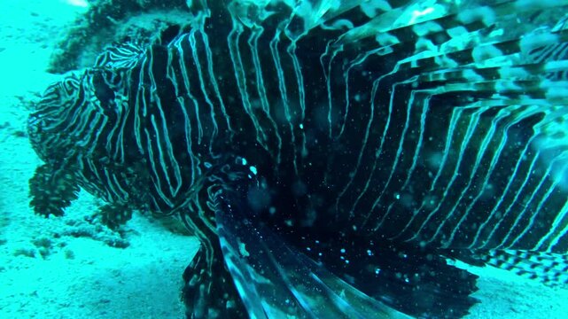 close up of lion fish in the sea