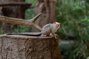 A silvery marmoset in a zoo.