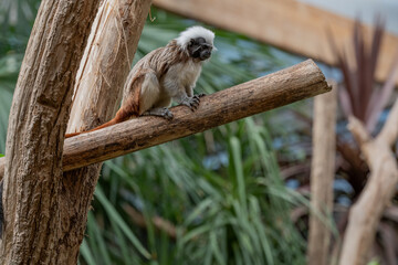 A Pinched Tamarin in a zoo.