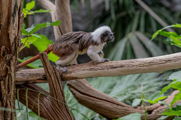 A Pinched Tamarin in a zoo.