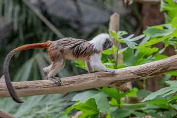 A Pinched Tamarin in a zoo.