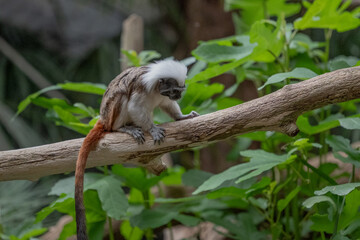 A Pinched Tamarin in a zoo.