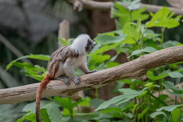 A Pinched Tamarin in a zoo.