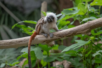 A Pinched Tamarin in a zoo.