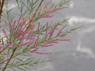 Sommertamariske (Tamarix ramosissima)