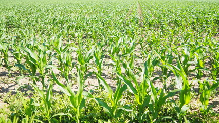 Maize, corn is a tall stout grass that produces cereal grain. Sweet corn, also maize is an annual herbaceous cultivated plant, the only cultivated representative of the genus Corn Zea. Field in Serbia