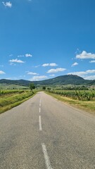 Paysage viticole alsacien sur la route des Vignobles
