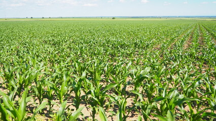Maize, corn is a tall stout grass that produces cereal grain. Sweet corn, also maize is an annual herbaceous cultivated plant, the only cultivated representative of the genus Corn Zea. Field in Serbia