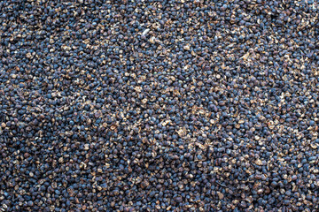 Coffee drying in the heat, coffee background