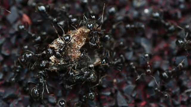 Ants eating dead insects
