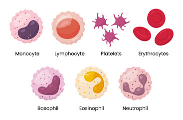 Vector set of Monocyte, Lymphocyte, Eosinophil, Neutrophil, Basophil, Platelet, Erythrocytes. Types of blood cells.