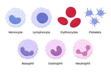 Vector set of Monocyte, Lymphocyte, Eosinophil, Neutrophil, Basophil, Platelet, Erythrocytes. Types of blood cells.