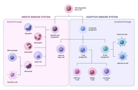 Vector illustration of the innate and adaptive immune system. Different cell types.