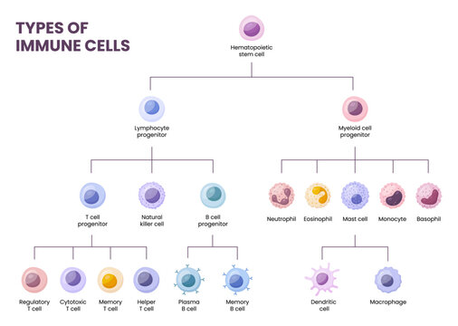 Vector types of blood cells. Erythrocytes, eosinophil, neutrophil, plateletes, leukocytes, lymphocytes, monocytes, basophil etc. Educational chart