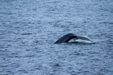 Fototapeta premium Whale showing its tail as it dives