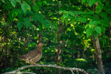 A spruce grouse perched on a branch on a beautiful spring day