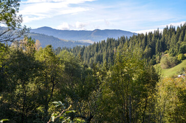Serene nature scene showcasing lush evergreen trees in a dense mountain forest under a vibrant...