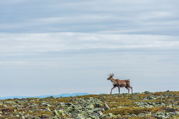 Woodland caribou on a peak searching for food © Martin