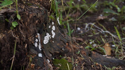mushrooms on the tree