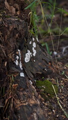 mushrooms on the tree