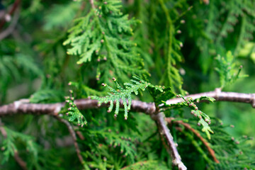 green grass in spring