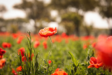 red poppies in the field
