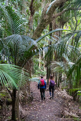 Two hikers with backpacks walk along a path through a dense, lush forest, exploring the beauty of nature in Okura, Auckland, New Zealand