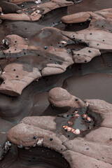 Barnacles and periwinkle snails cling to weathered sandstone rocks and tidal pools on a beach, showcasing coastal marine life in Okura, Auckland, New Zealand