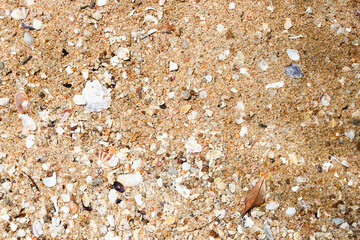 Seascape concept, Composed of countless pieces of shells