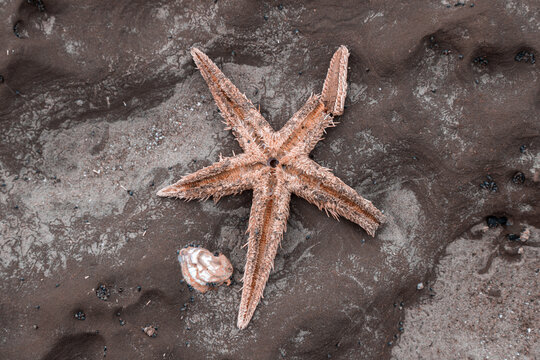 A dried starfish and a shell rest on dark volcanic sand, showing marine life remains washed ashore by the ocean in Okura, Auckland, New Zealand - Powered by Adobe
