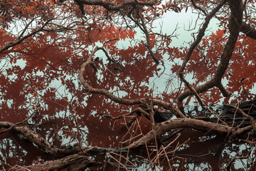 Moody reflection of pohutukawa tree branches and reddish leaves in dark, still water, capturing the abstract beauty of nature.  Okura, Auckland, New Zealand