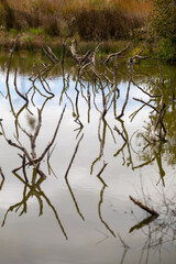 Skeletal branches of dead trees stand in the murky water of a wetland, their forms reflected on the surface, creating an eerie atmosphere.  Okura, Auckland, New Zealand