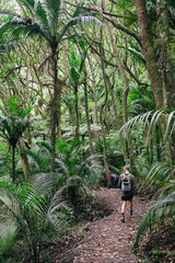 Adventurous hikers trek through a dense, green forest filled with Nikau palm trees and ferns, enjoying the beauty of nature. Okura, Auckland, New Zealand