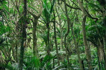 Lush temperate rainforest in New Zealand, featuring dense trees, ferns, and palms thriving in the natural environment. Okura, Auckland, New Zealand