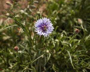  Centaurea cyanus (lavender form)