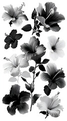 Monochrome Hibiscus Flowers: Elegant Black and White Botanical Artwork and Illustrations