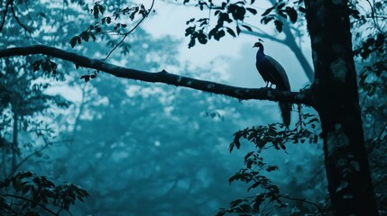 Misty forest scene, peacock perched on branch
