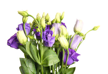 Eustoma flowers on white background