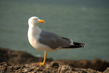 Una gaviota