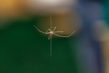 Daddy Long Legs Spider on Web - July 23, 2011