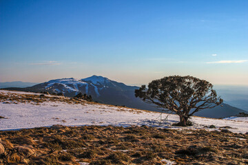 Snow Gum Tree and Distant Mountains - August 2, 2011